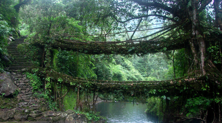 Living root bridge ecosystem in the village of Nongriat, India. Image courtesy the author.