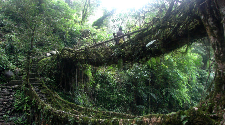Living root bridge ecosystem in the village of Nongriat, India. Image courtesy the author.
