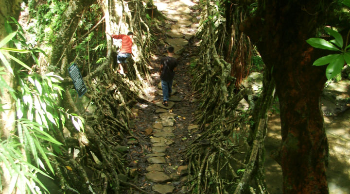 Living root bridge ecosystem in the village of Nohwet-Riwai, India. Image courtesy the author.