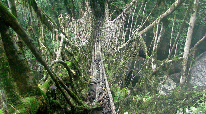 Living root bridge ecosystem in the village of Nongthymmai, India. Image courtesy the author.