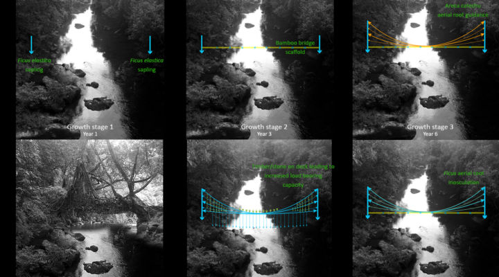 Living root bridge ecosystem growth stages. Image courtesy the author.