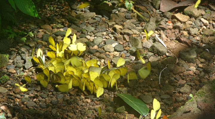 Living root bridge ecosystem as host biome for biota . Image courtesy the author.