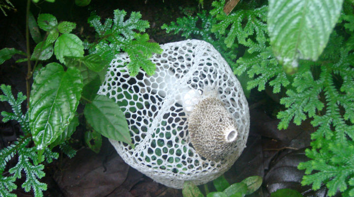 Living root bridge ecosystem as host biome for biota . Image courtesy the author.