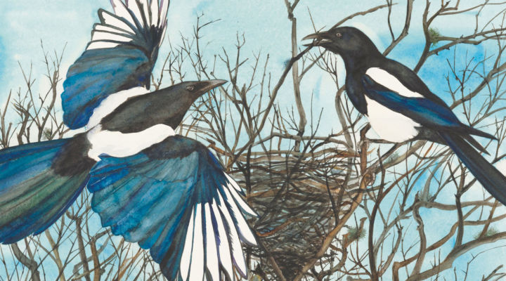 ‘Magpie’. Courtesy Robert Macfarlane and Jackie Morris, The Lost Words (2017), Hamish Hamilton.