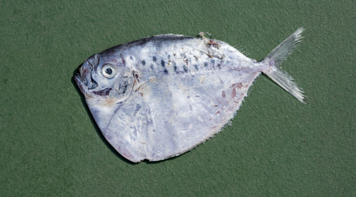 Moonfish: Mene Maculata. Photo courtesy Chow and Lin.