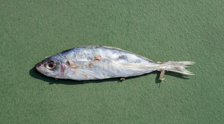 apanese scaled sardine: Sardinella zunasi. Photo courtesy Chow and Lin.