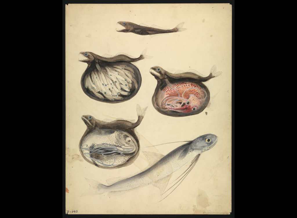 Else Bostelmann, Chiasmadon niger Stomach Contents, Bermuda, 1931.