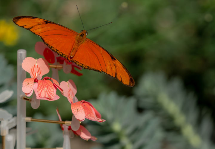 Butterfly Flower, Insectology Food for Buzz by Atelier Boelhouwer. Photo by Janneke van der Pol