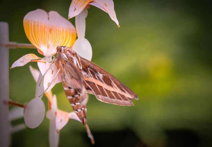 Moth Flower, Insectology Food for Buzz by Atelier Boelhouwer. Photo by Janneke van der Pol